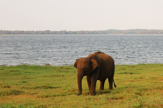 Elefanten auf Sri Lanka