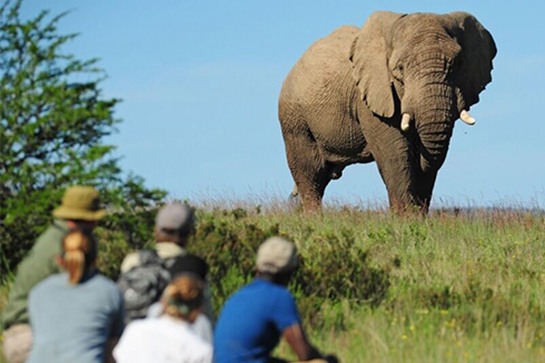 Fuss-Safari Elefanten in Südafrika